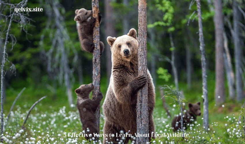 5 Effective Ways to Learn About Local Wildlife